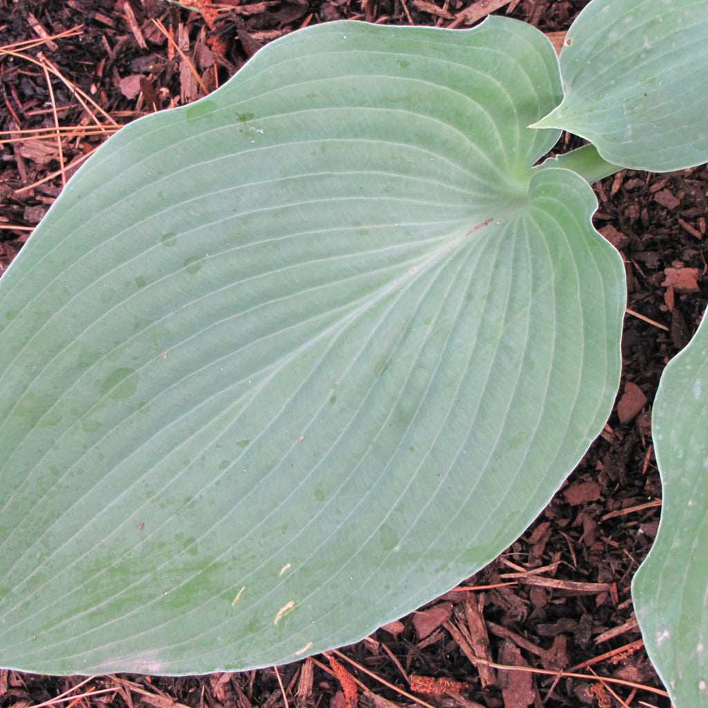Blue Angel Hosta # 1 CG