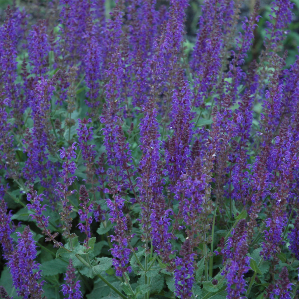 Maynight Perennial Sage # 1 Container