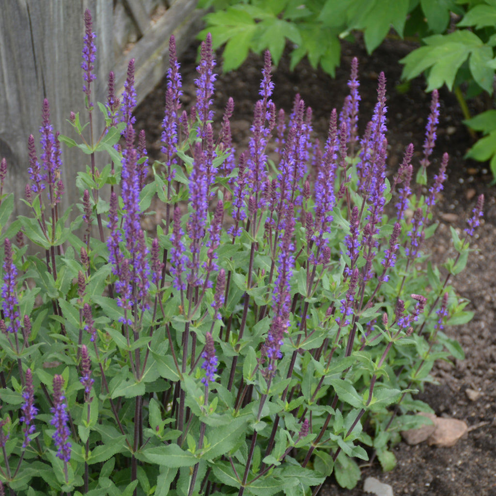 Caradonna Perennial Sage