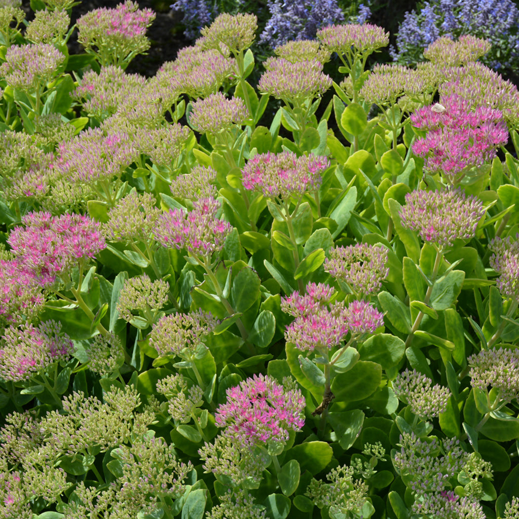 Neon Stonecrop