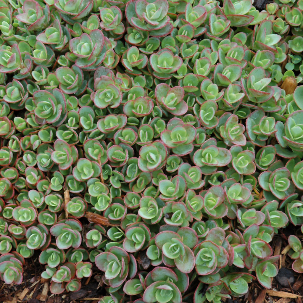 Sunsparkler® Lime Zinger Stonecrop