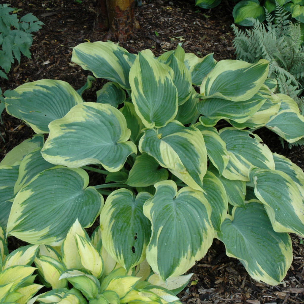 Earth Angel Hosta # 1 SGC Cont