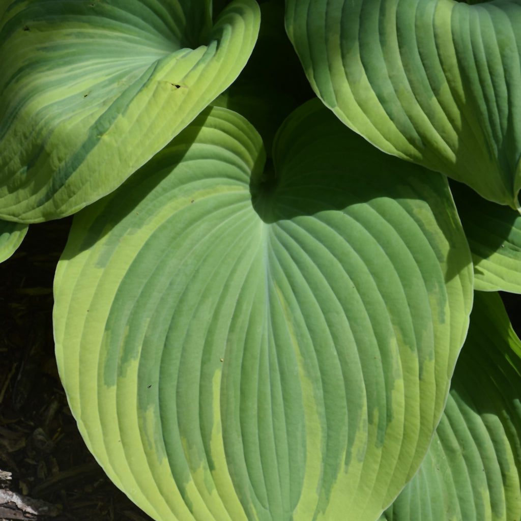 Earth Angel Hosta # 1 SGC Cont