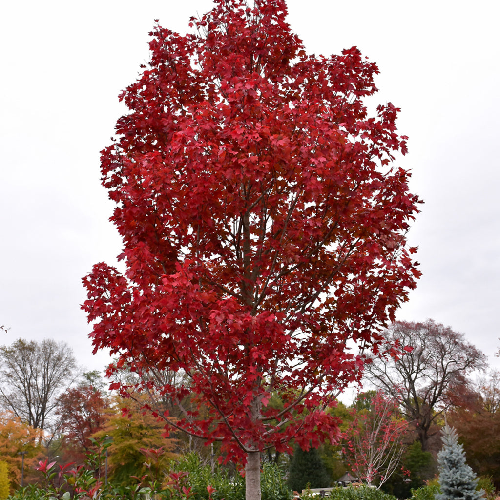 October Glory® Red Maple