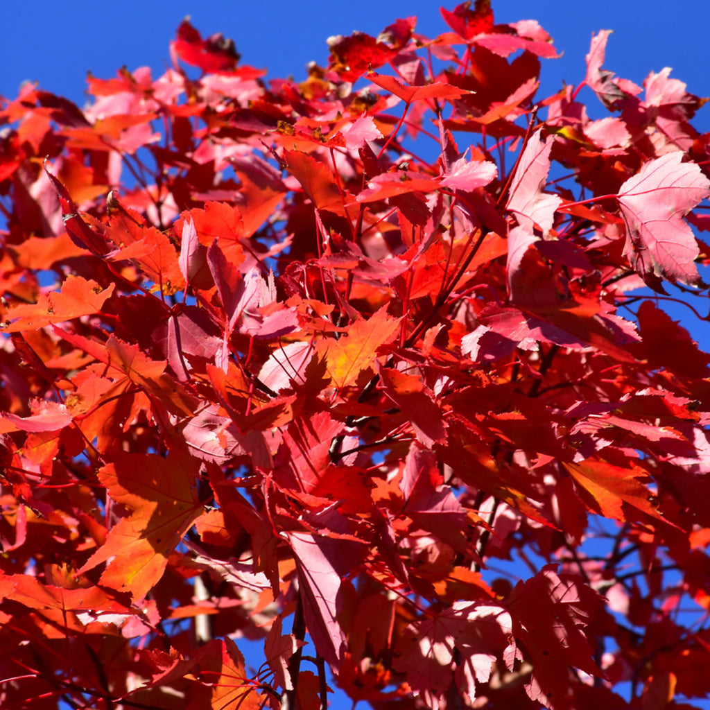 October Glory® Red Maple