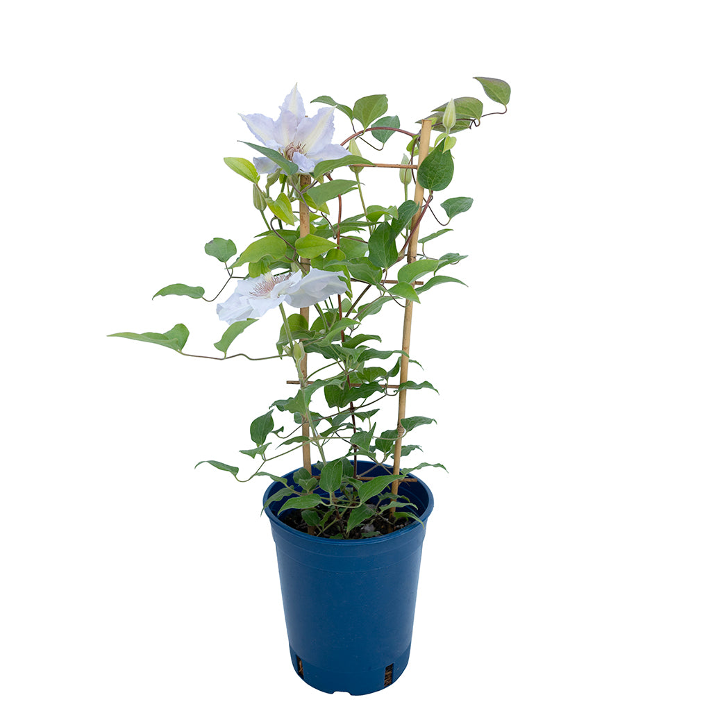 Tranquilite™ Clematis RE