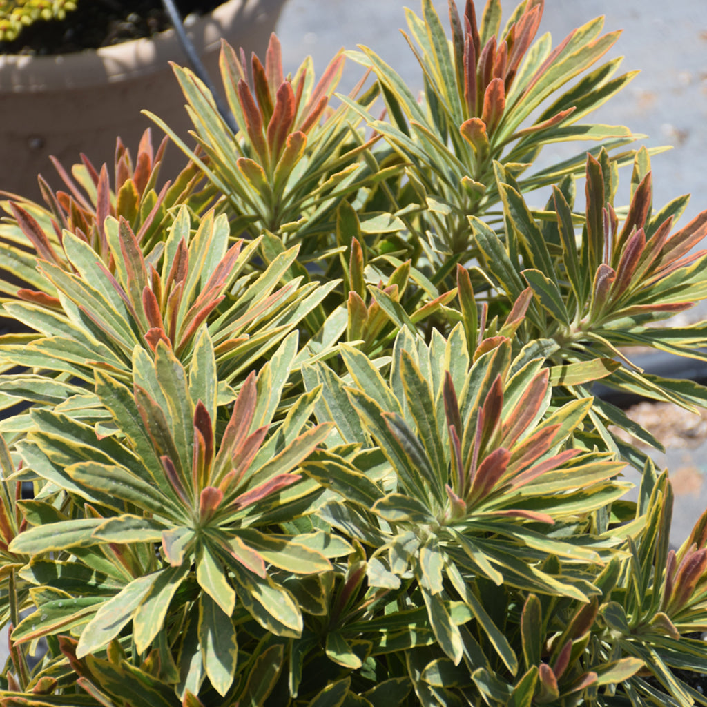 Ascot Rainbow Spurge