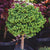 Elevate your garden with the enchanting presence of this remarkable spruce. Flourishing under full sun to partial shade, the Little Gem Norway Spruce is a versatile choice for various garden settings. Its compact size makes it an ideal specimen plant, allowing you to showcase its beauty as a captivating focal point in your landscape. Perfect for small-space gardening, it effortlessly adds a touch of elegance and charm, even in limited areas.