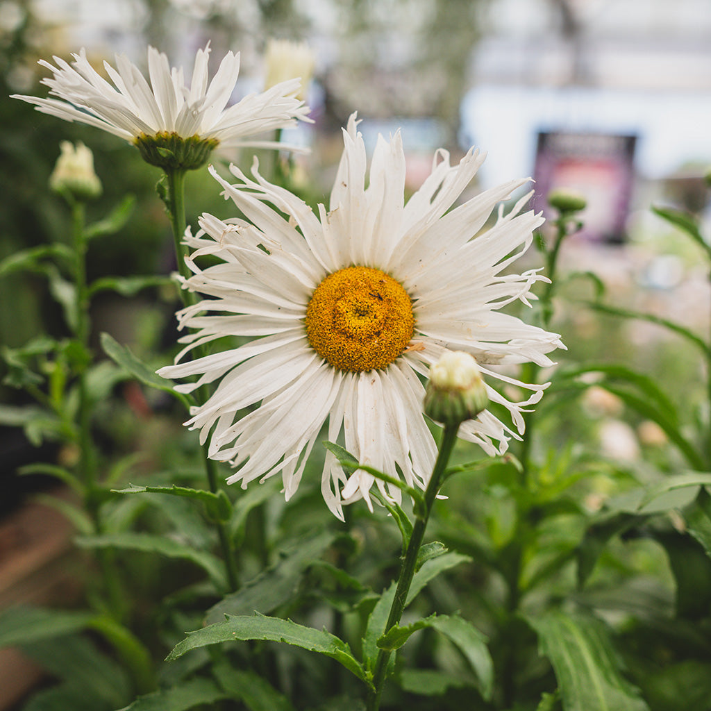 Amazing Daisies® Spun Silk Shasta Daisy Pw® # 1 PW Cont