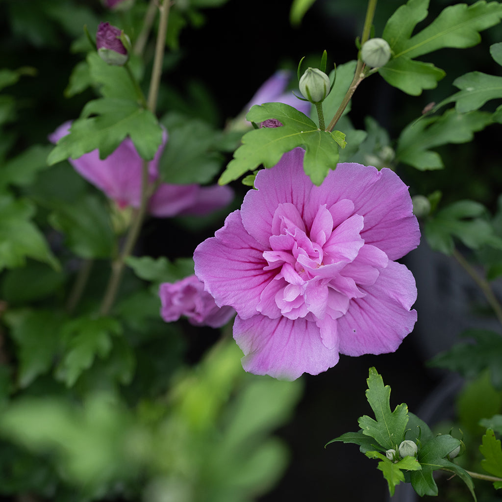 Dark Lavender Chiffon® Rose Of Sharon Pw® # 2 PW Cont