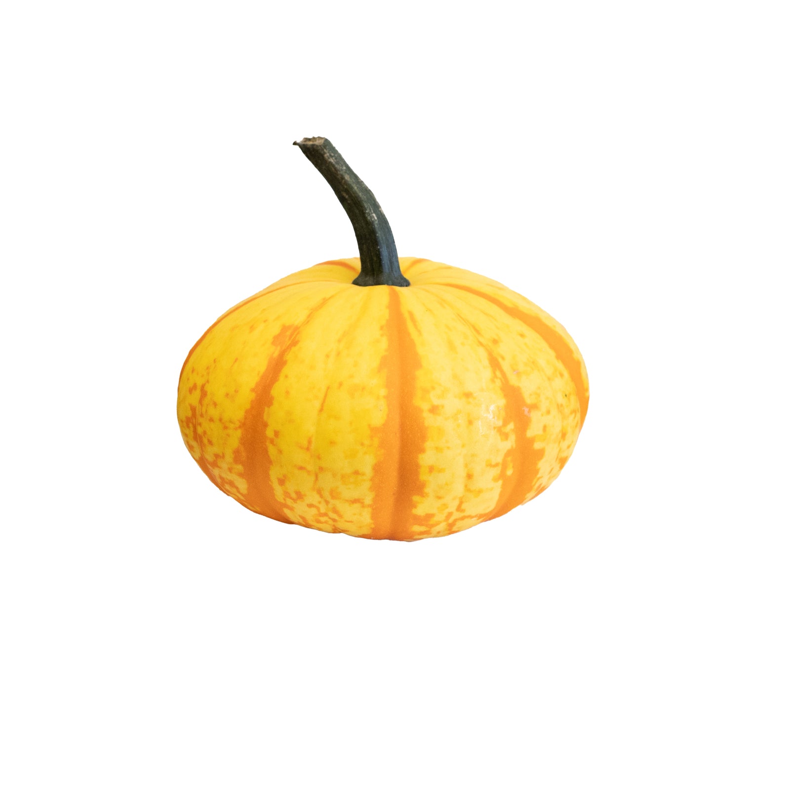 Specialty Small Pumpkin