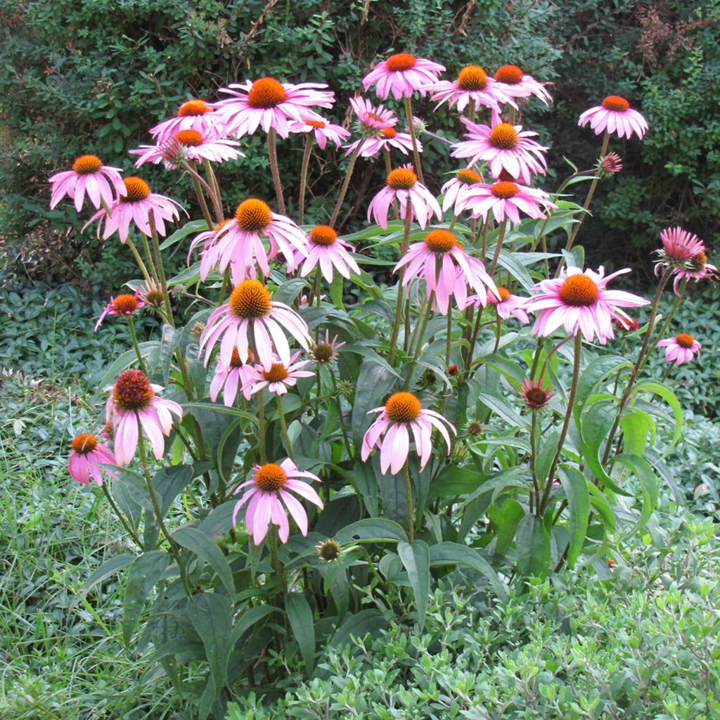 Purple Coneflower # 1 Cb