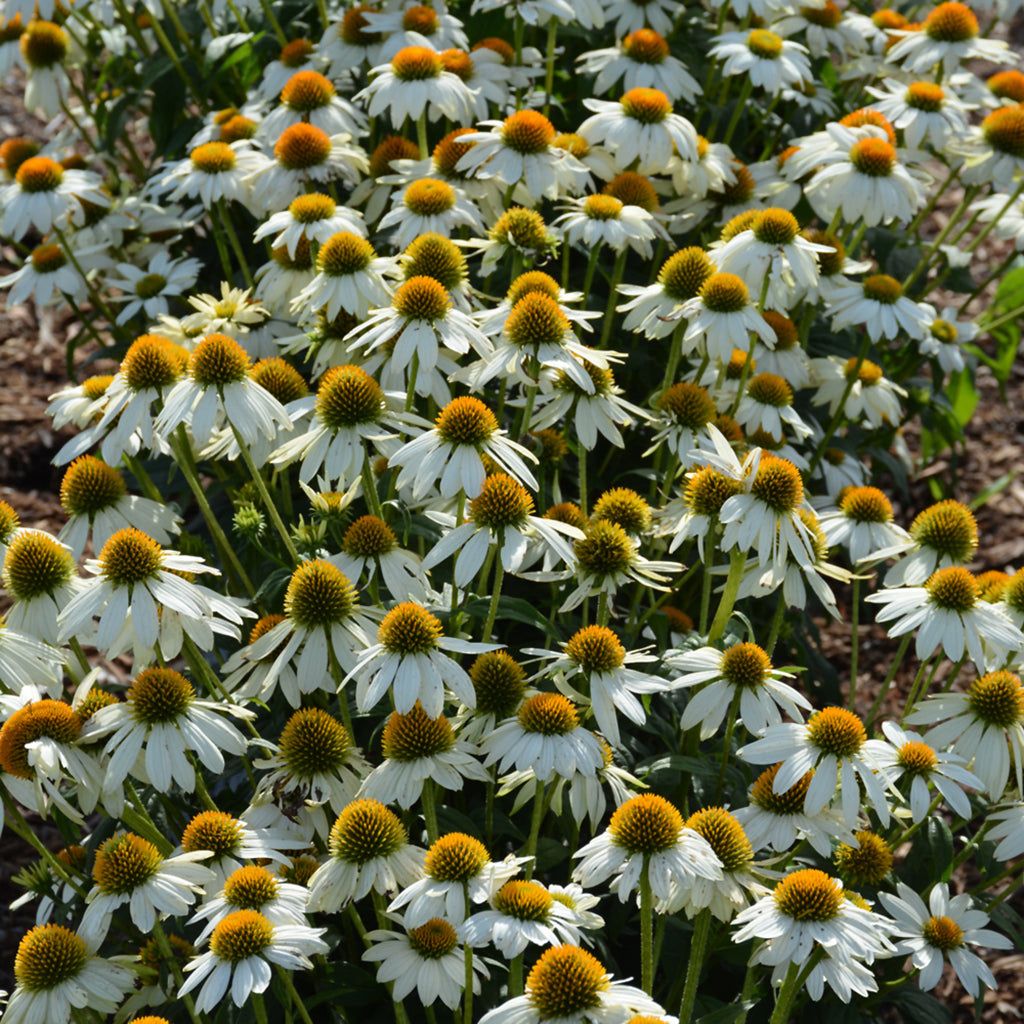 Powwow White Coneflower # 1 Cb