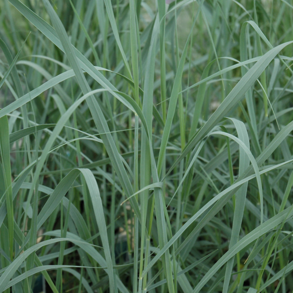 Heavy Metal Switch Grass # 1 CG