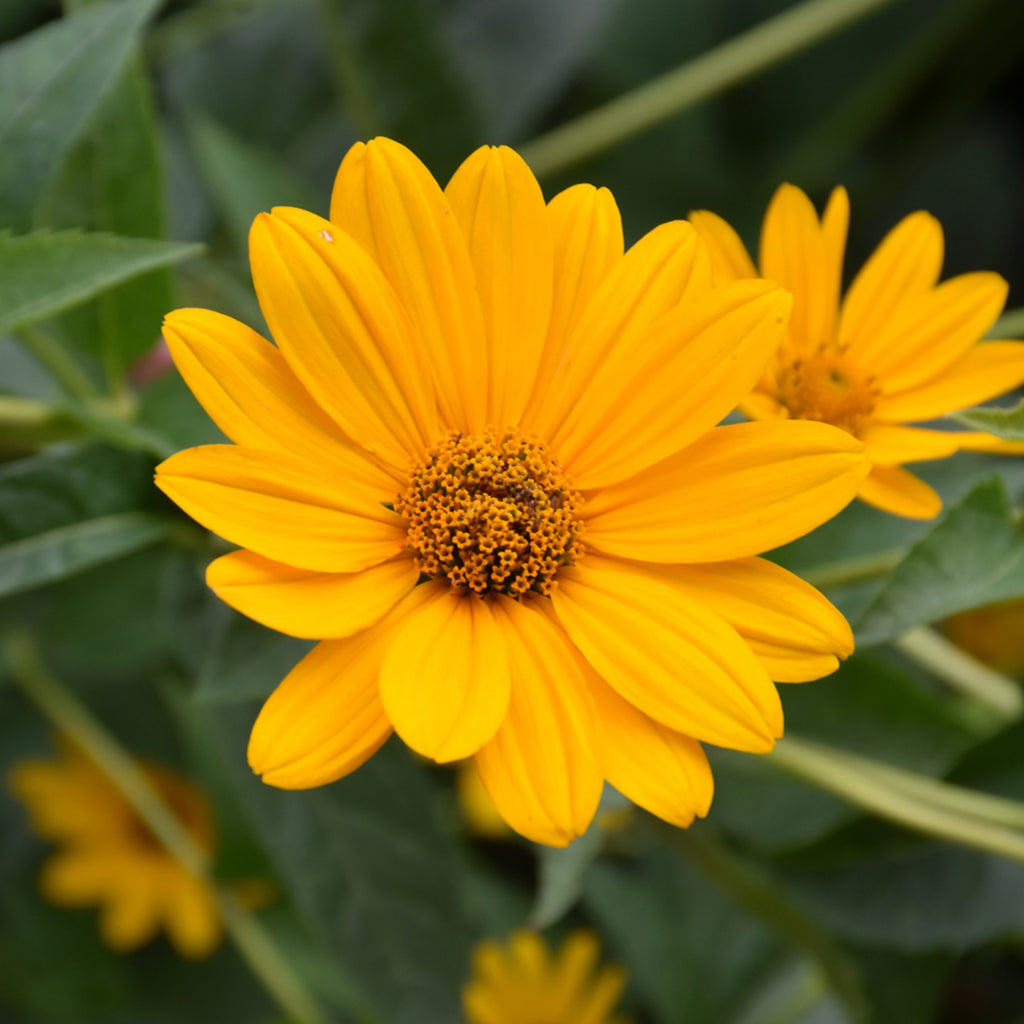 False Sunflower # 1 Cb