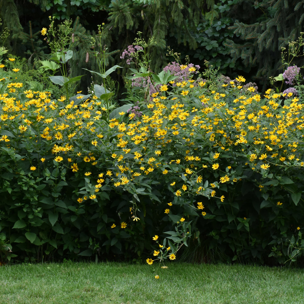 False Sunflower # 1 Cb
