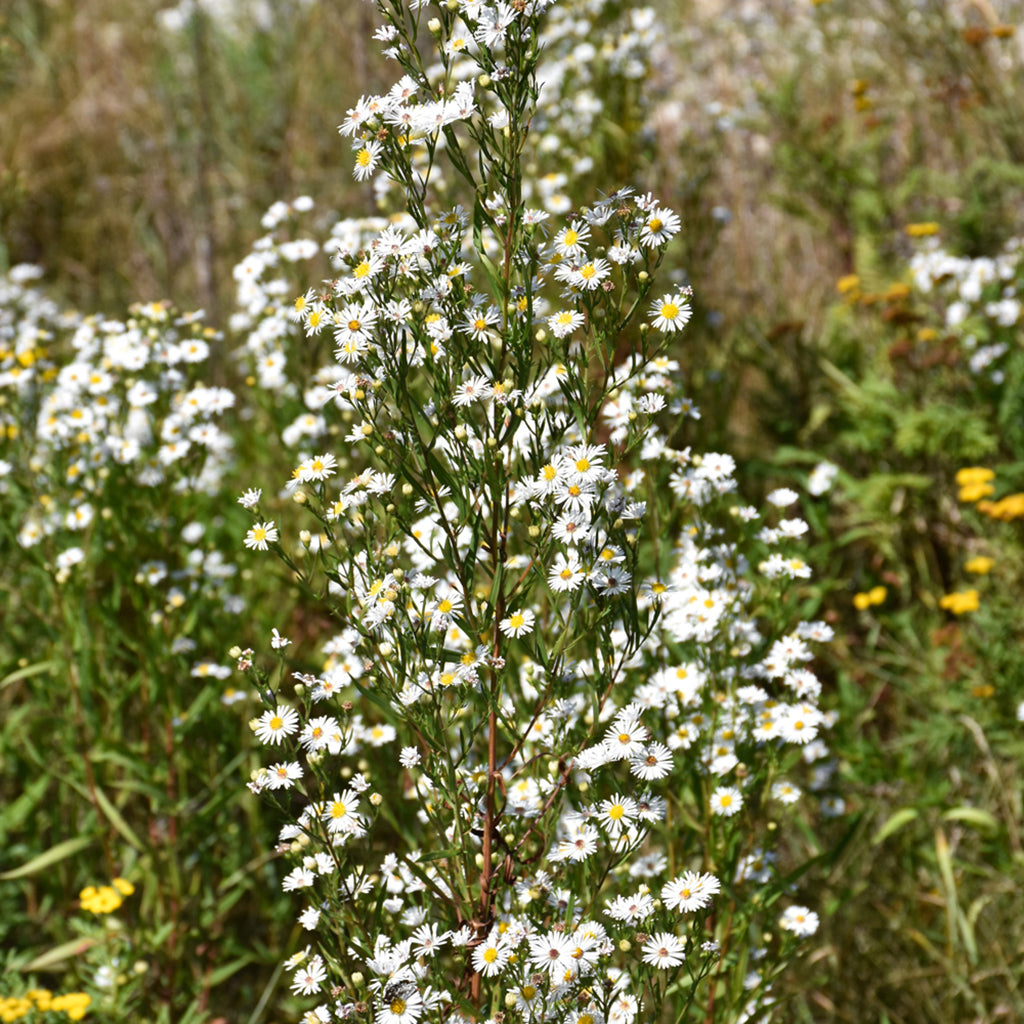 Heath Aster # 1 Cb