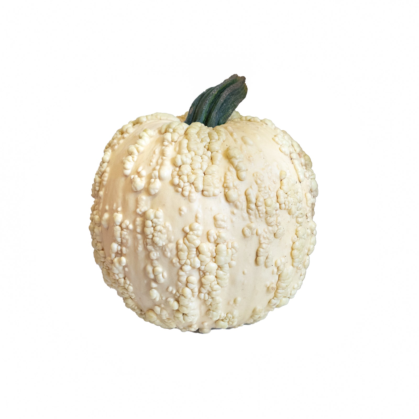 Large Specialty Pumpkins