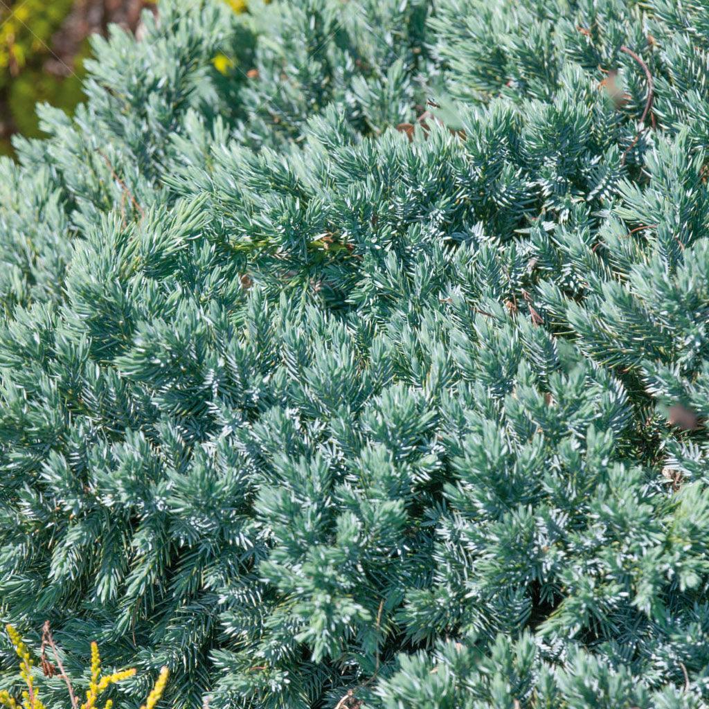 Elevate your garden with the stunning Blue Star Juniper, flourishing under the full sun&#39;s radiant glow. With its mesmerizing blue foliage and compact, star-like form, it brings a burst of vibrant beauty to any outdoor space. Embrace its resilience as a drought-tolerant marvel, while its versatility shines in mass plantings, rock gardens, or as a captivating specimen plant. Suitable in zones 5-9, spreading 75cm by 100cm. 