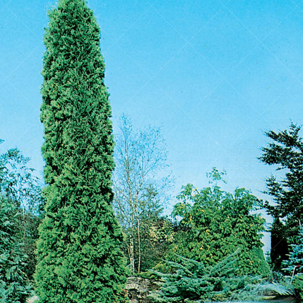 Vigoro 4-6 ft. Brandon Cedar Tree