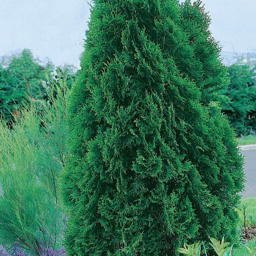 Scientifically known as Thuja occidentalis &#39;Emerald&#39;, brings year-round elegance to any outdoor space. With its dense, vibrant green foliage, this tree maintains its lush appearance and adds a touch of serenity to your surroundings. Its compact, columnar form makes it a perfect choice for small gardens, narrow spaces, or as a striking focal point in larger landscapes.