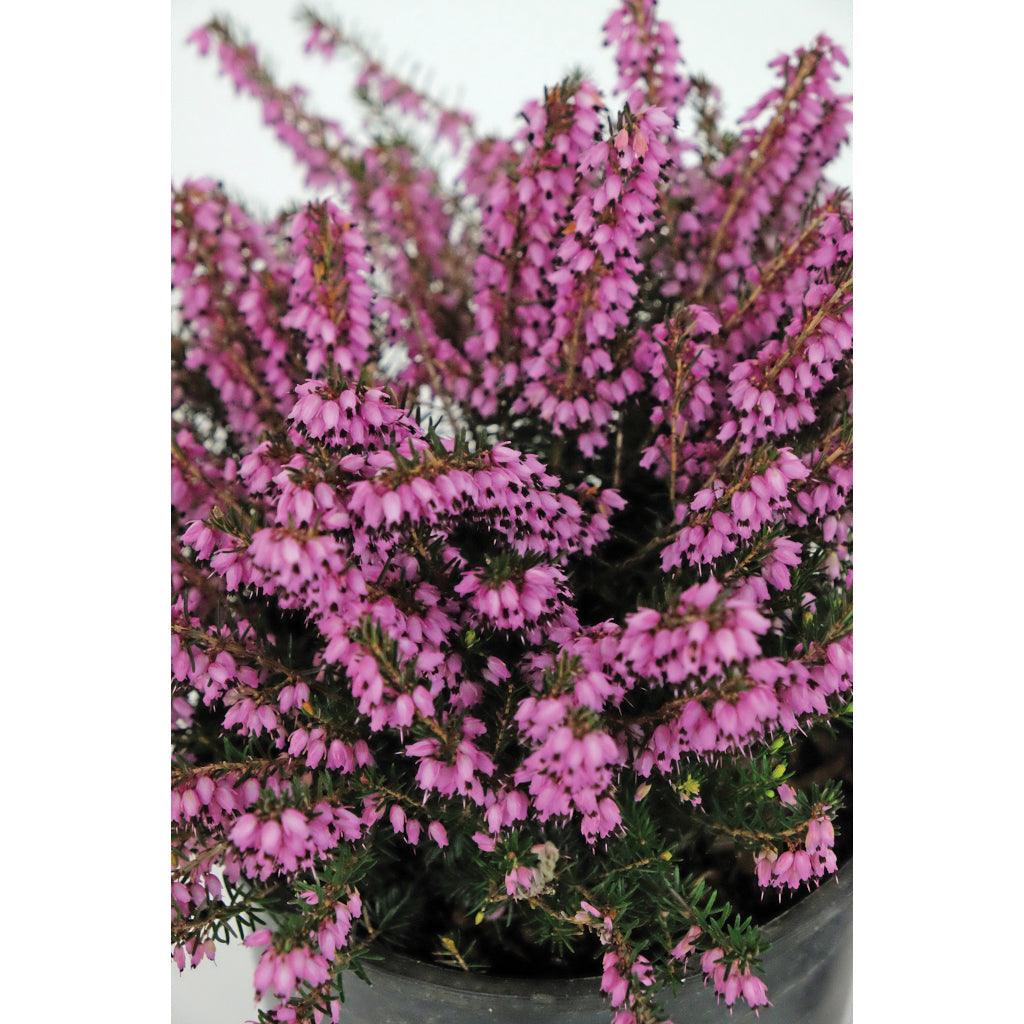 With its stunning small pink flowers and black accents, the Springwood Pink Broadleaf Evergreen blooms in early spring. Easy to maintain in full sun and partial shade, can be used in rock gardens and small spaces. Suitable for zones 5-9, growing 20cm by 60cm. 