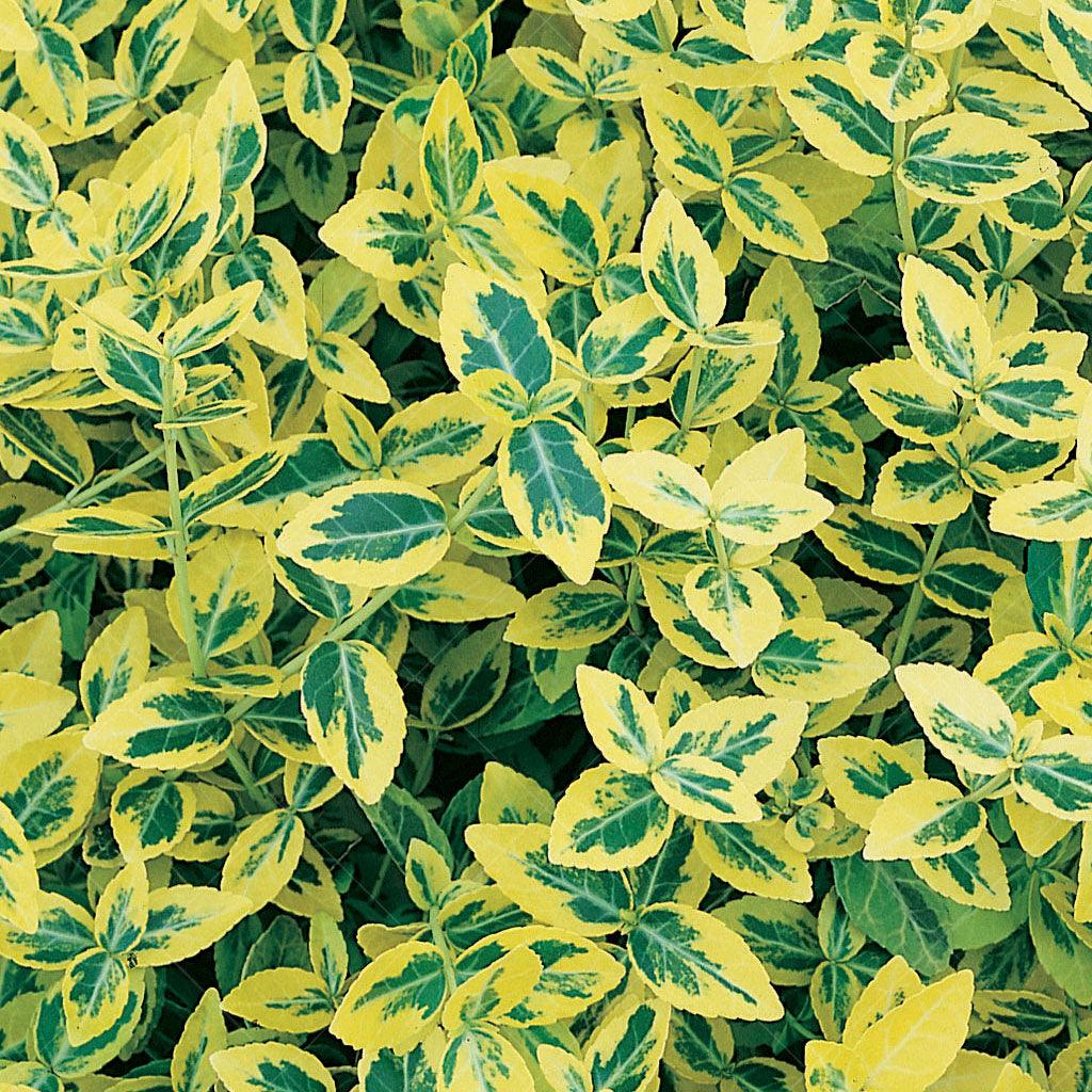 This stunning shrub boasts dense branches adorned with eye-catching, emerald green foliage edged in gold, creating a vibrant and picturesque display all year round. As winter approaches, the leaves take on a charming pinkish-red hue, adding an extra layer of beauty to your landscape. Whether used as a ground cover, mass planting, or as a low accent plant, Wintercreeper - Emerald 'n' Gold proves its versatility and beauty in various garden settings. 