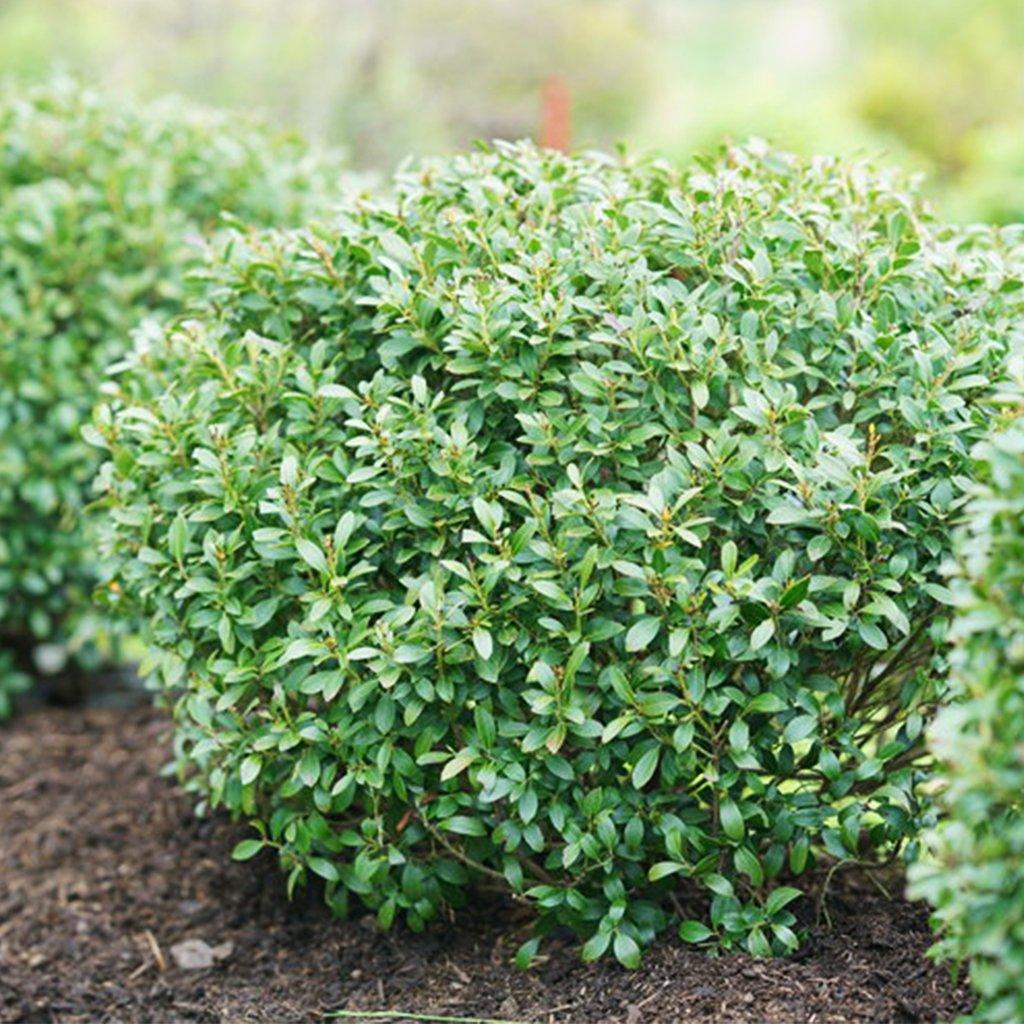 A low-maintenance shrub with dark green, glossy foliage that thrives in areas of full sun and partial shade, the Strongbox Inkberry adds timeless elegance to any garden. Suitable for zones 5-9 with a spread of 90cm by 90cm. 