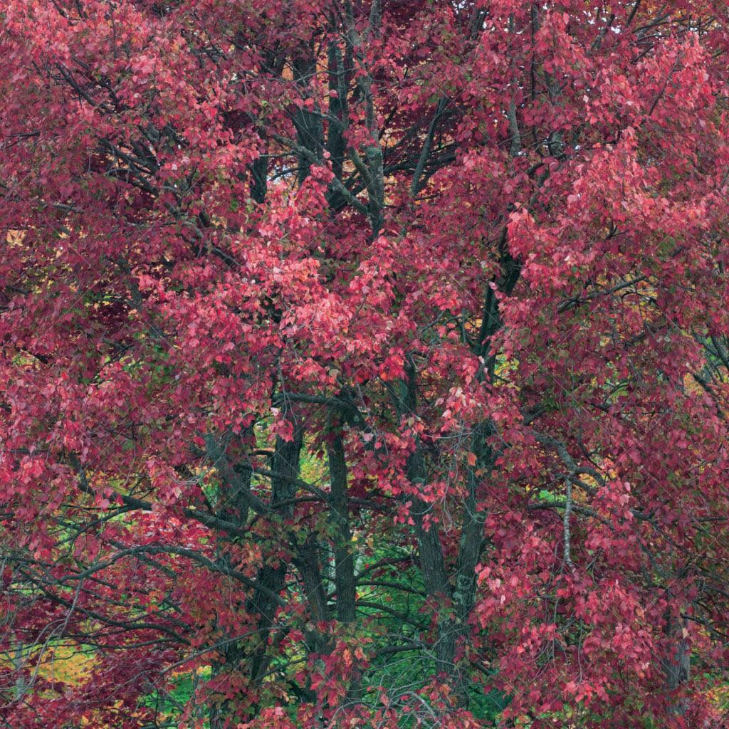 Enhance your landscape with the timeless beauty of Red Maple (Acer rubrum), a native tree celebrated for its adaptability to city conditions and wet soils. With shiny green lobed leaves that boast a lighter reverse, Red Maple adds a touch of elegance to any outdoor space.