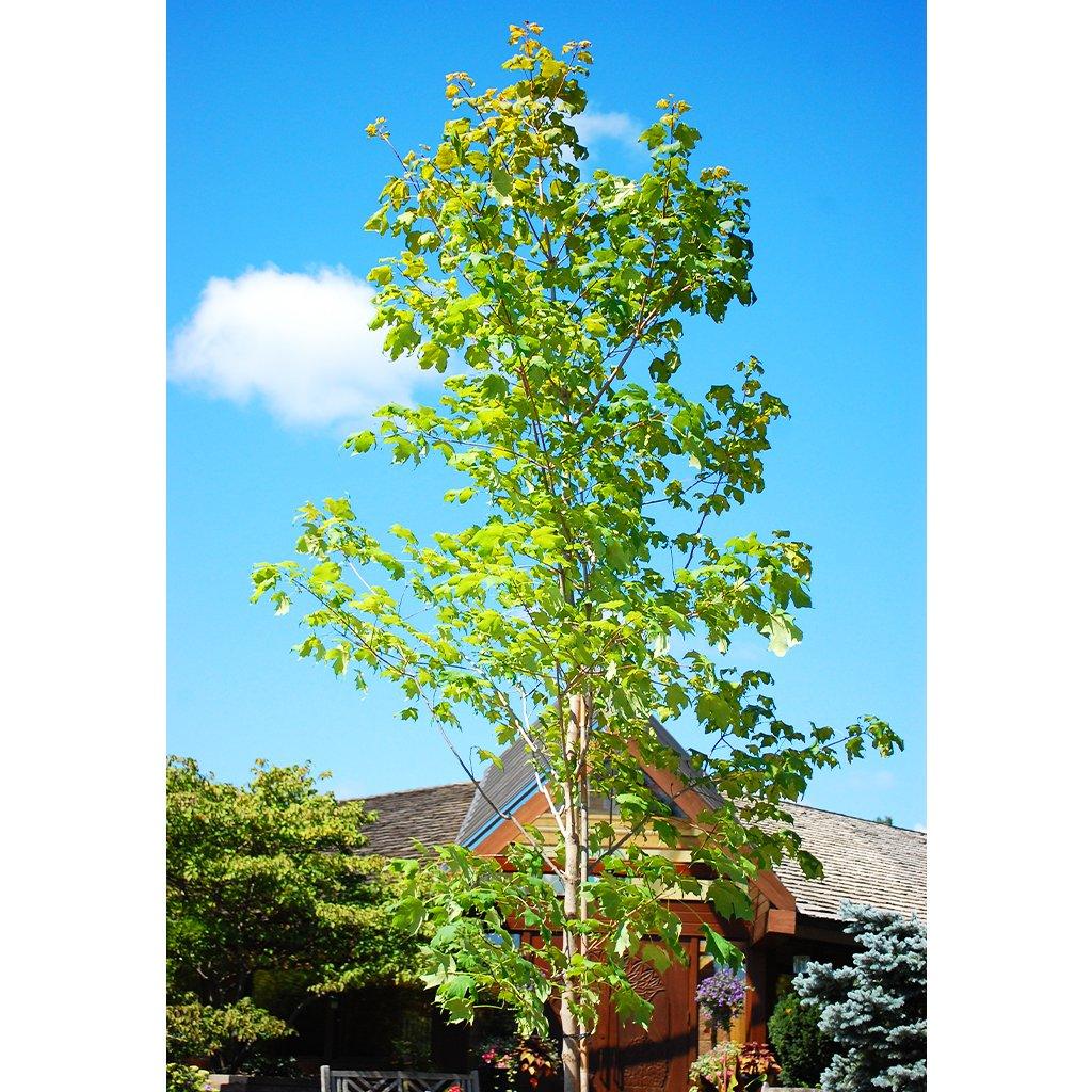 Sugar Maple # 7 Container