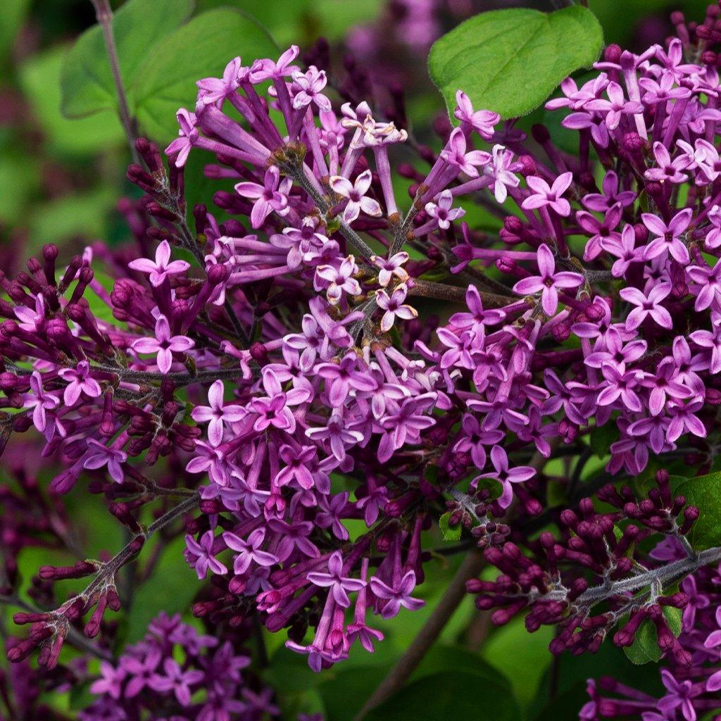 Lilac Growing Guide - How to Care for Lilac Bushes