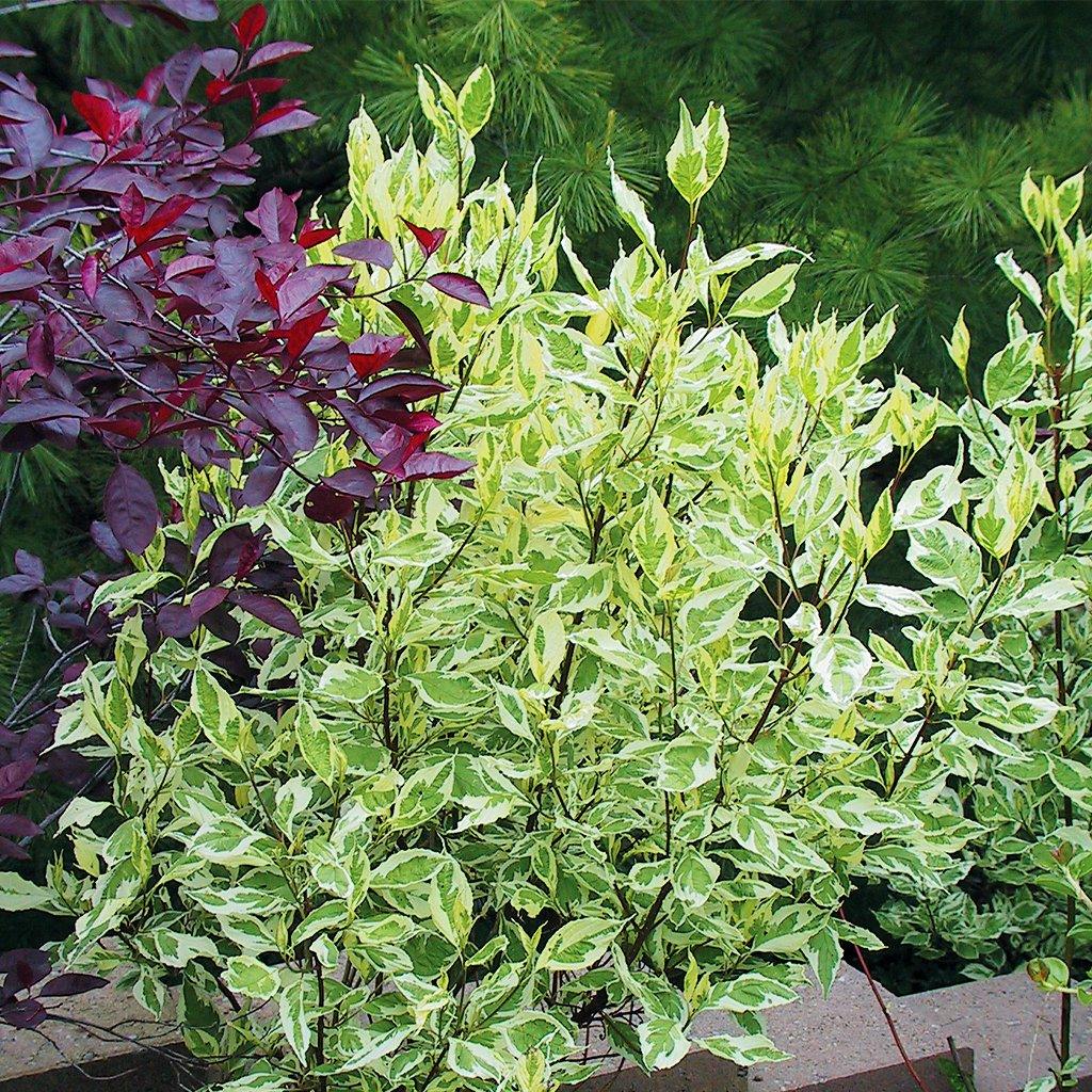 Silverleaf Tatarian Dogwood # 3 Container