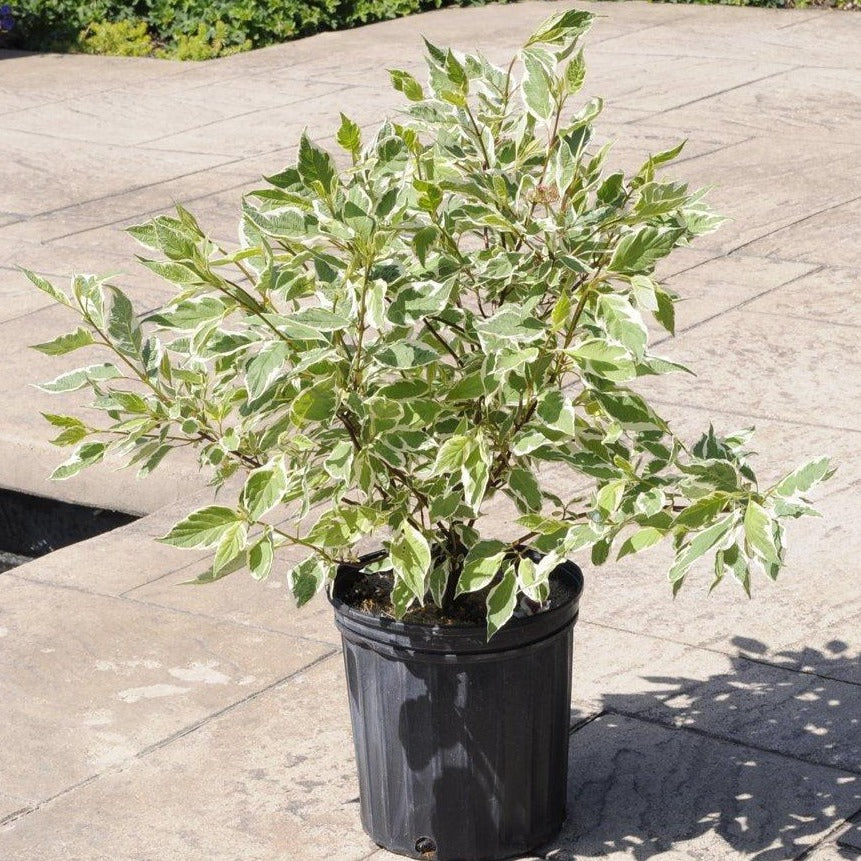 Ivory Halo® Tatarian Dogwood