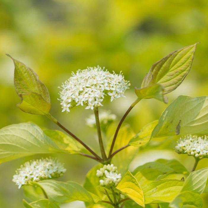Neon Burst - Dogwood FE®