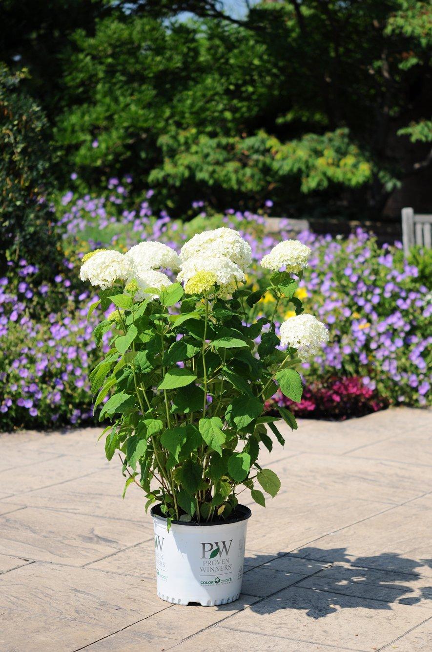 Incrediball® Smooth Hydrangea PW®