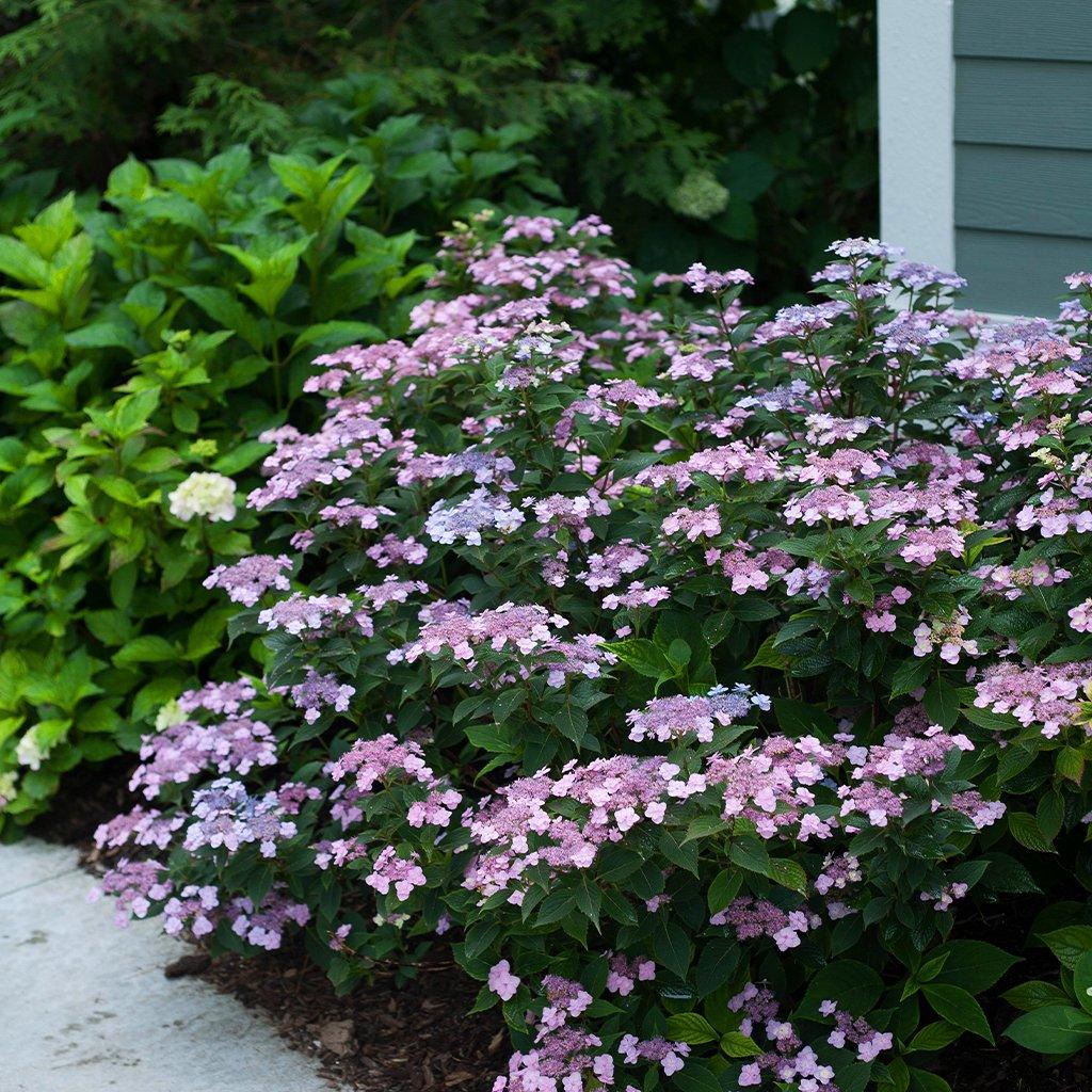 Tiny Tuff Stuff Mountain Hydrangea PW®