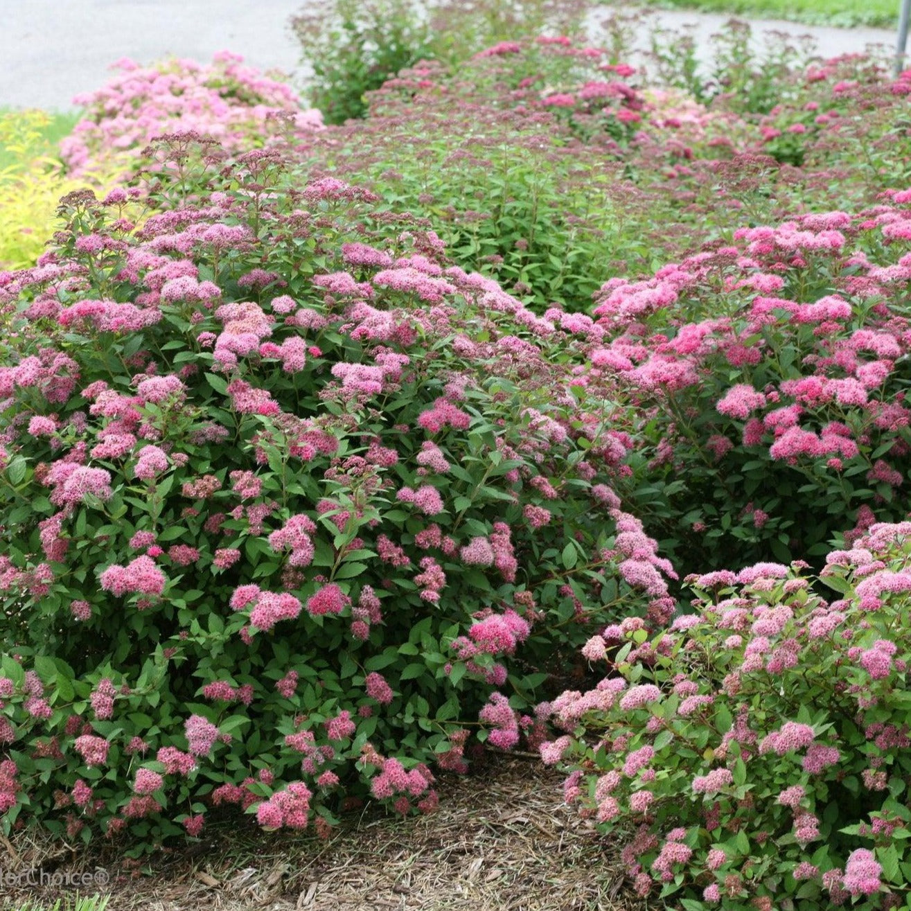 Double Play® Pink Spirea PW®