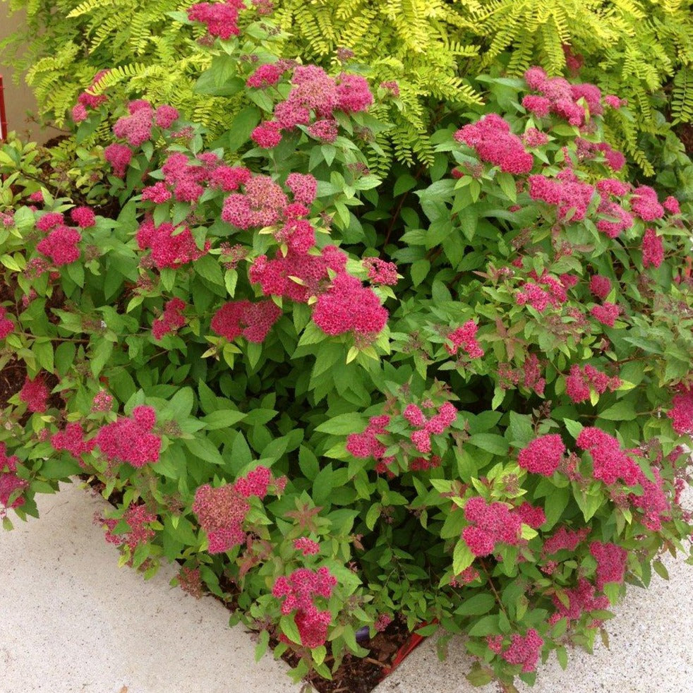 Double Play® Red Spirea PW®