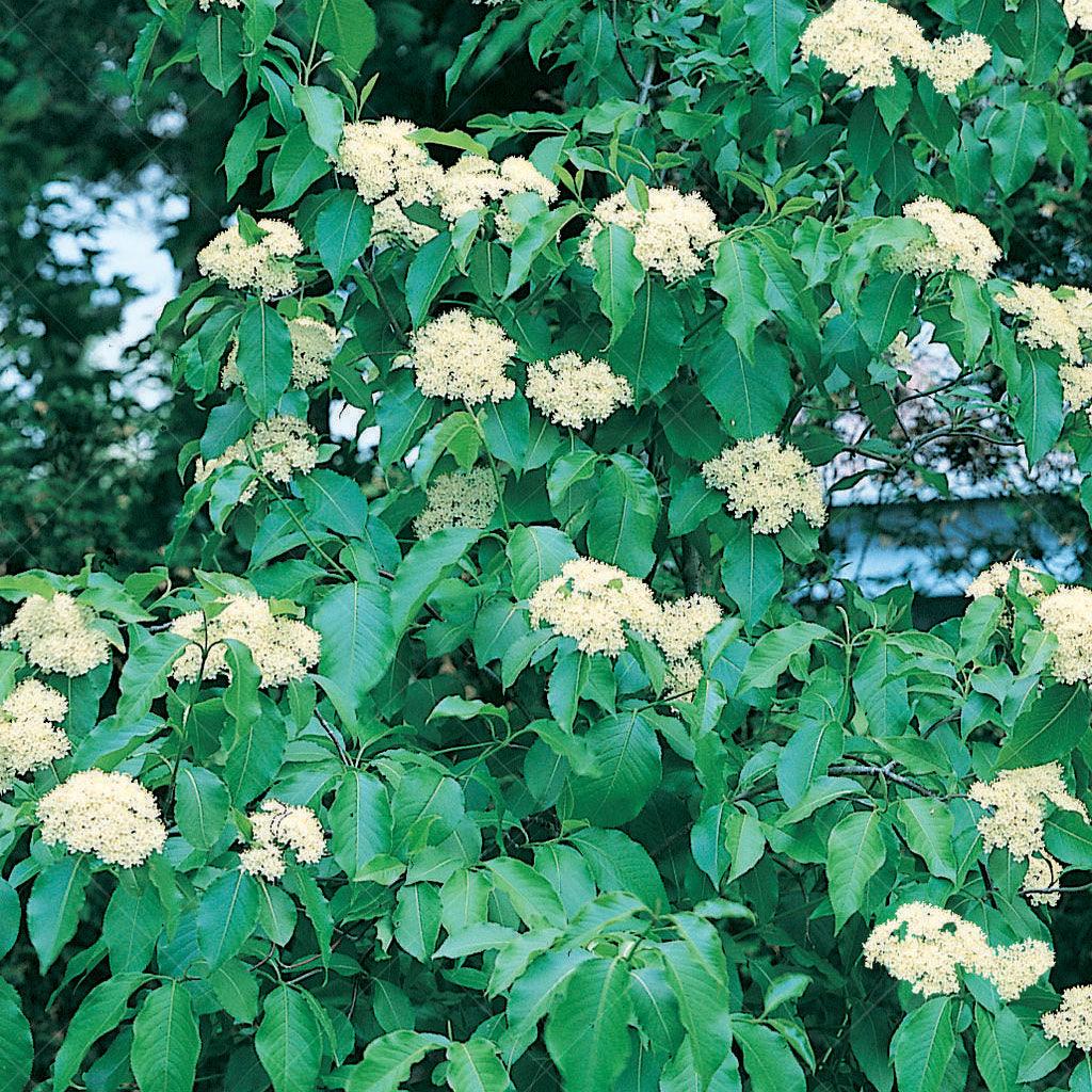 Immerse yourself in the natural splendor of the Nannyberry (Viburnum lentago), a native shrub celebrated for its captivating blooms and bountiful fruit. With its dark green leathery foliage and vase-shaped growth habit, this exceptional plant adds beauty and ecological value to any landscape, attracting birds and enriching outdoor spaces with its vibrant presence.
