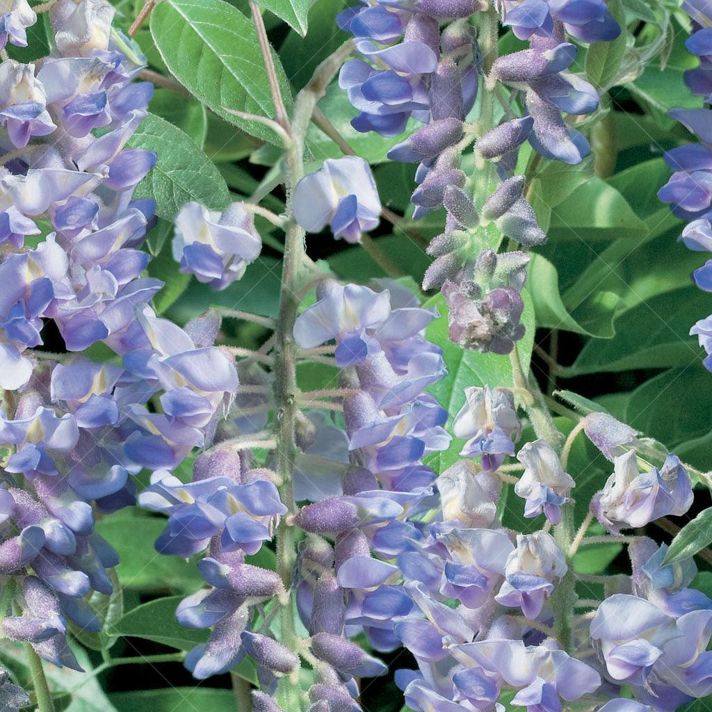 With blooms in spring and a second flourish in summer, its large fragrant blue flowers become a magnet for butterflies, infusing your space with delicate charm. Thriving ideally in zones 5-10, this wisteria is a quick grower, adorning fences and trellises with its vibrant presence. 