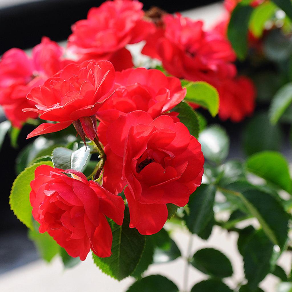 Flower Carpet® Scarlet Shrub Rose