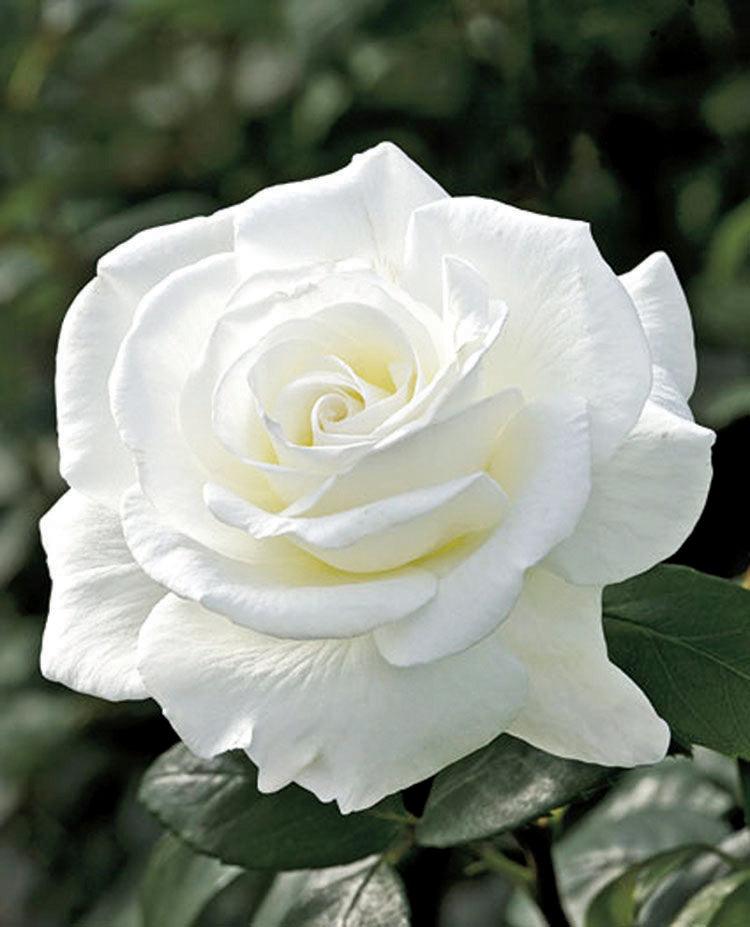 Sugar Moon Hybrid Tea Rose - Sheridan Nurseries Online