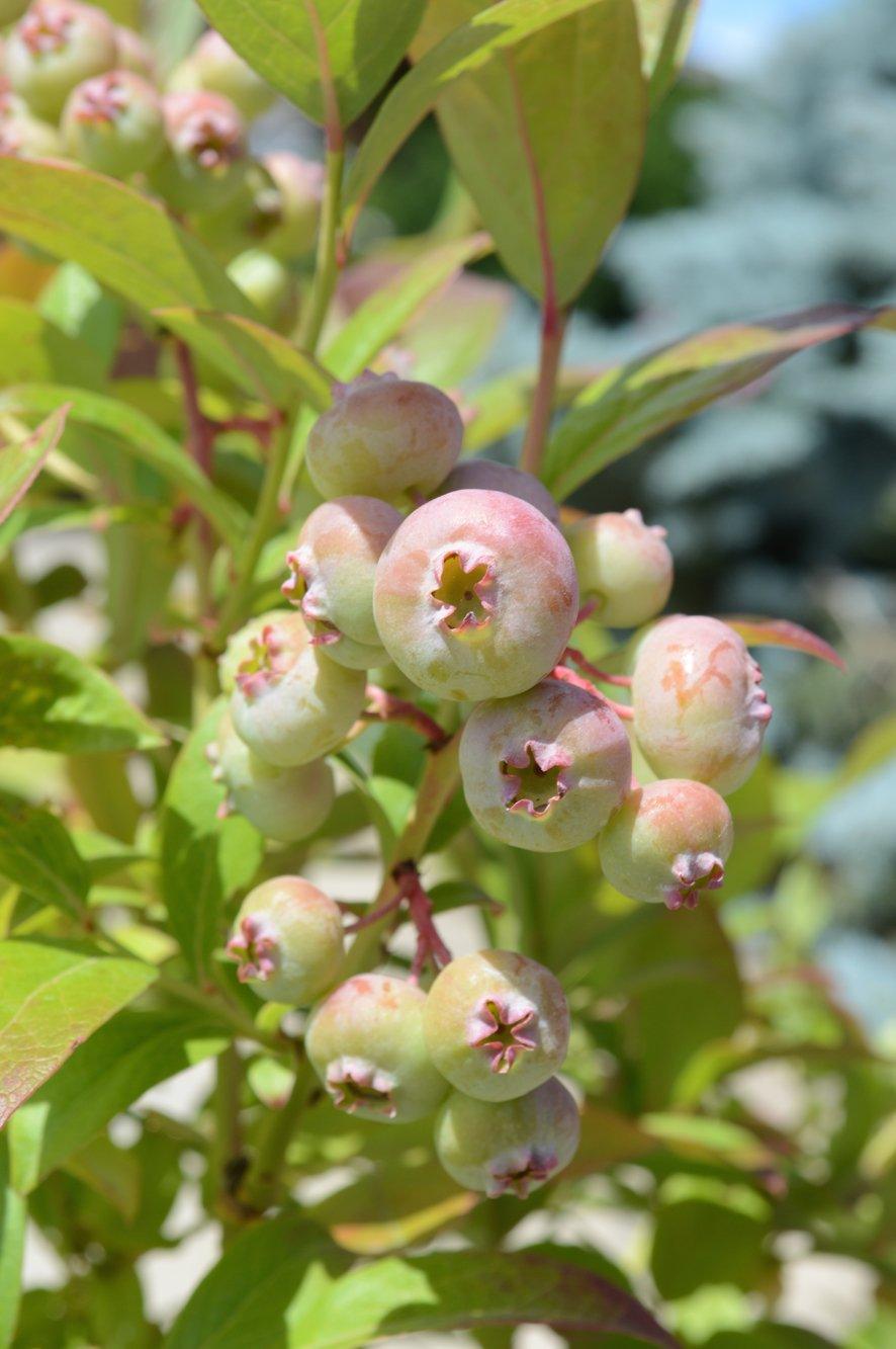 Introducing the Blueberry 3-in-1, a remarkable addition to your garden or orchard. This unique blueberry bush is the result of the flawless union of three spectacular blueberry varieties: the Legacy, Pink Lemonade, and Sunshine Blue. With this 3-in-1 blueberry bush, you can enjoy a diverse and bountiful harvest of different blueberry flavors and colors all from a single plant.