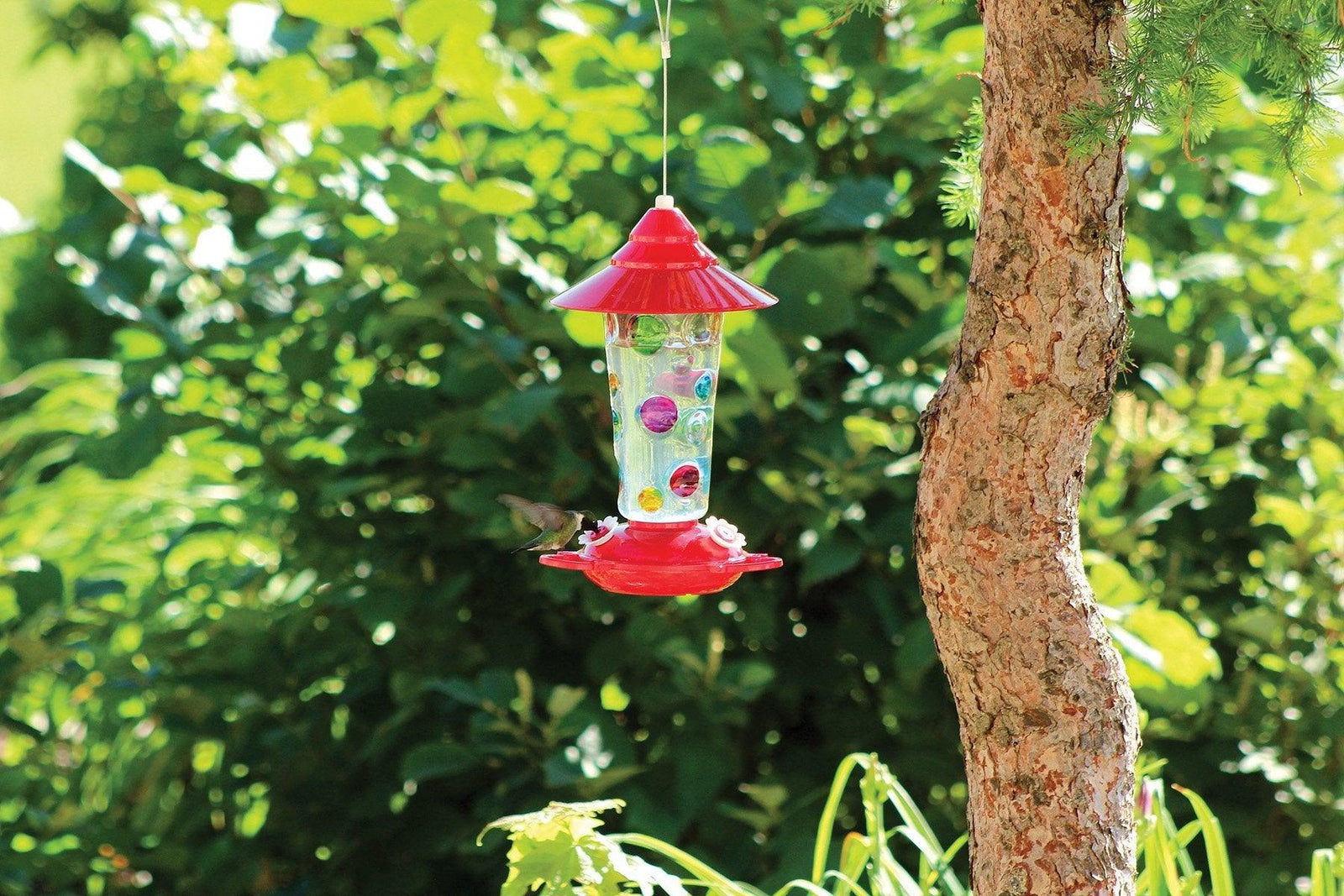 Glass Hummingbird Feeder with Dots