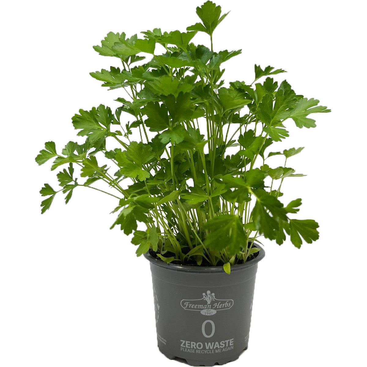 As an organic herb, it is grown without the use of synthetic pesticides or fertilizers, offering you a natural and wholesome parsley to enjoy. Italian parsley, also known as flat-leaf parsley, is a popular choice in cooking due to its rich and robust flavor. It is perfect for adding a fresh touch to a wide range of dishes, including salads, soups, sauces, and marinades. 