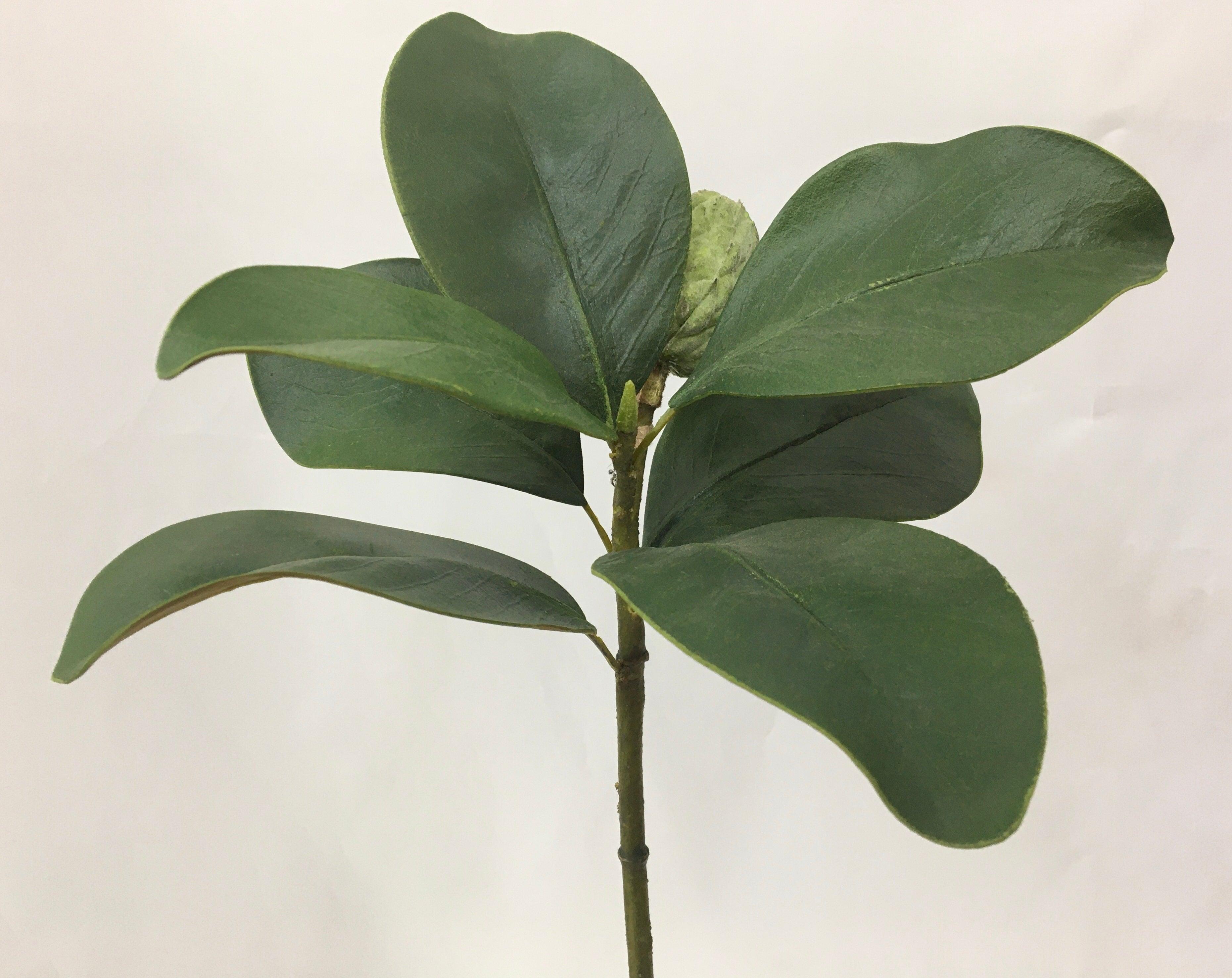 Magnolia Bud Pick 22 - Sheridan Nurseries Online