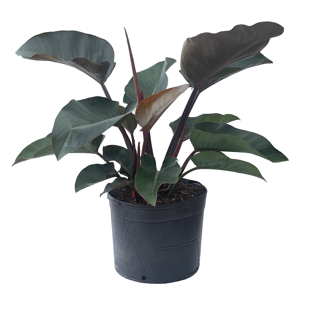 Philodendron/Red Congo 14&quot;