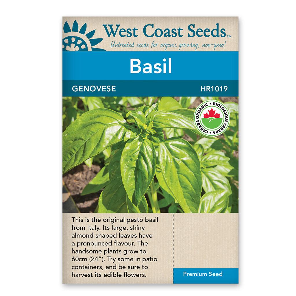 Basil Genovese Certified Organic Seeds Sheridan Nurseries Online