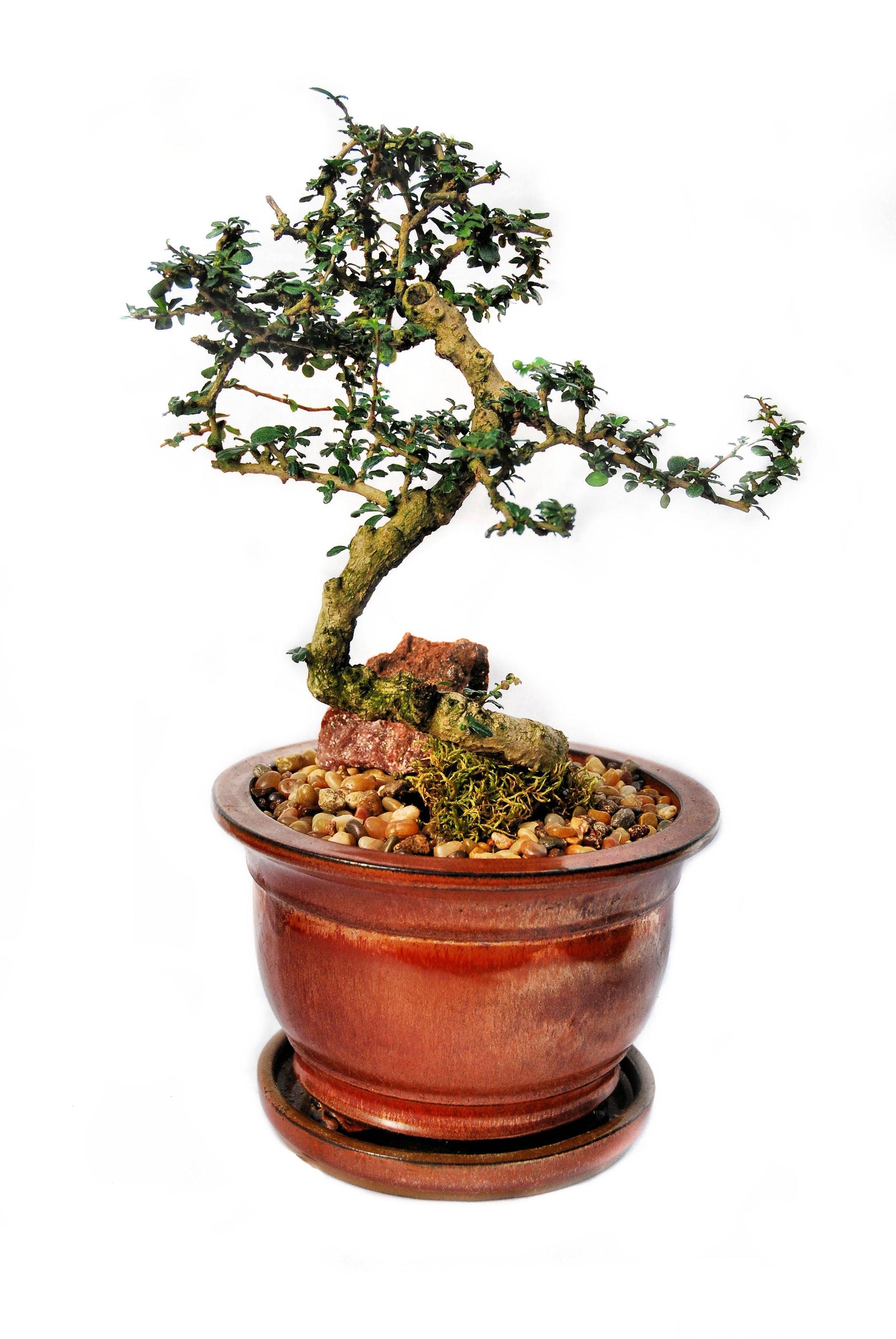Bonsai Fukien Tea
