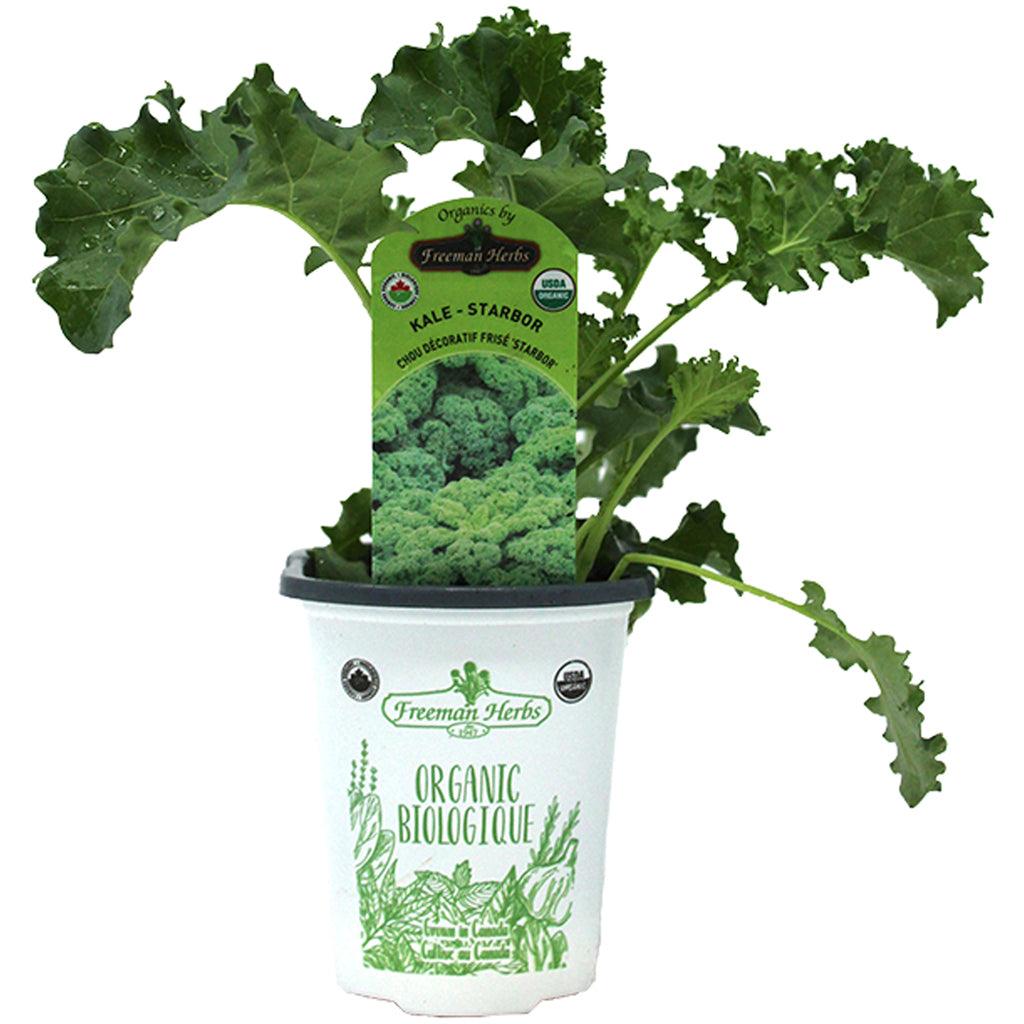 Organic Kale Starbor 4"